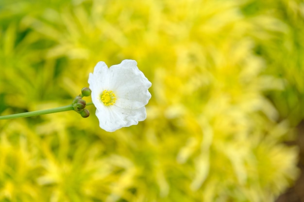 Foto hermoso jazmín de agua blanca