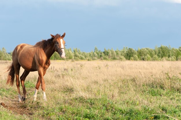 Hermoso joven caballo rojo va al campo mira el espacio de la cámara para el texto