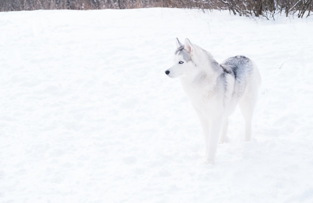Hermoso joven husky siberiano con ojos azules de pie en invierno. retrato de cerca. vista lateral. Perro y nieve.