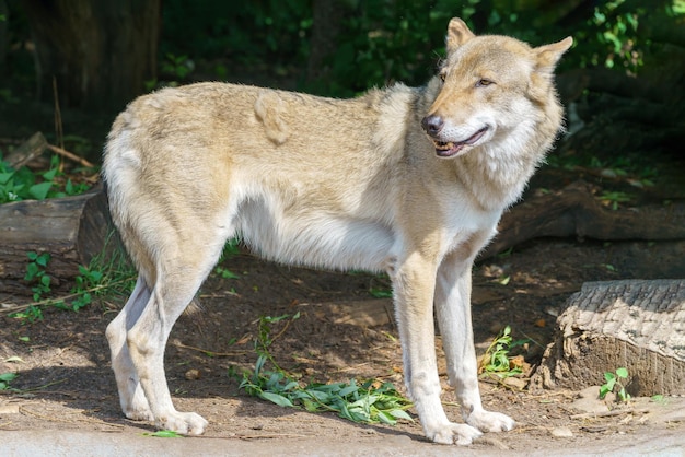 hermoso, joven, lobo, depredador, animal salvaje