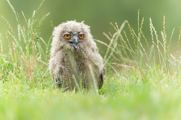 Un hermoso y juvenil Búho Real Europeo (Bubo bubo) sentado en pastos altos