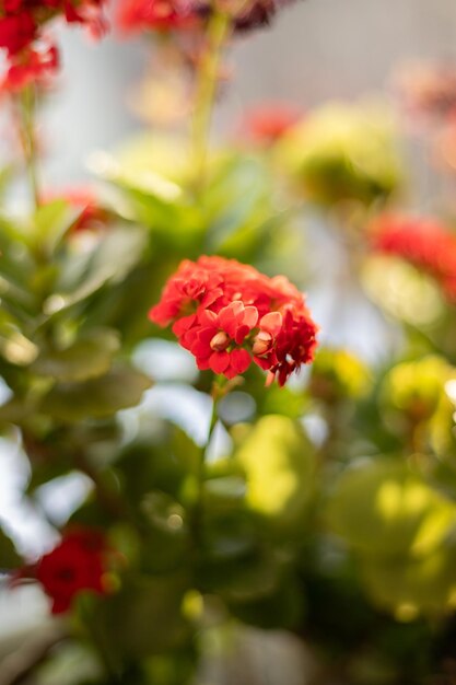 Foto un hermoso kalanchoe multicolor con hojas verdes crece en una maceta en la ventana