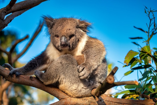 Hermoso koala relajándose en el árbol de eucalipto contra el cielo azul, Australia