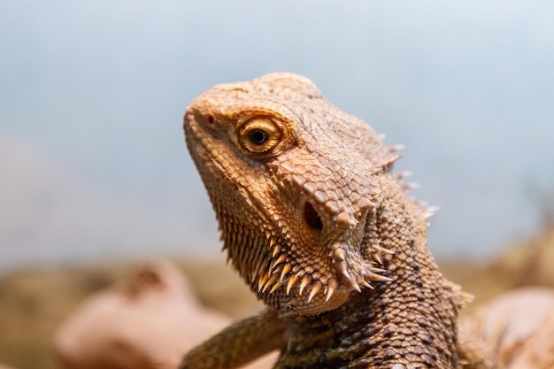 Hermoso Lagarto Barbudo Agama Pogona vitticeps