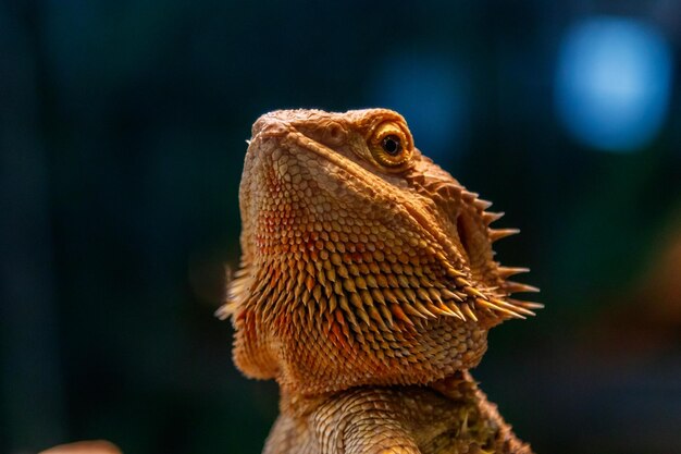 Hermoso Lagarto Barbudo Agama Pogona vitticeps