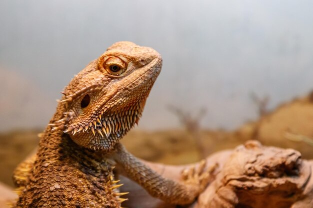 Hermoso Lagarto Barbudo Agama Pogona vitticeps