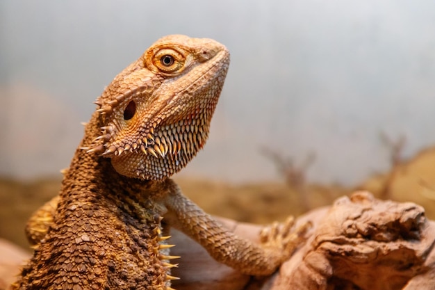 Hermoso Lagarto Barbudo Agama Pogona vitticeps