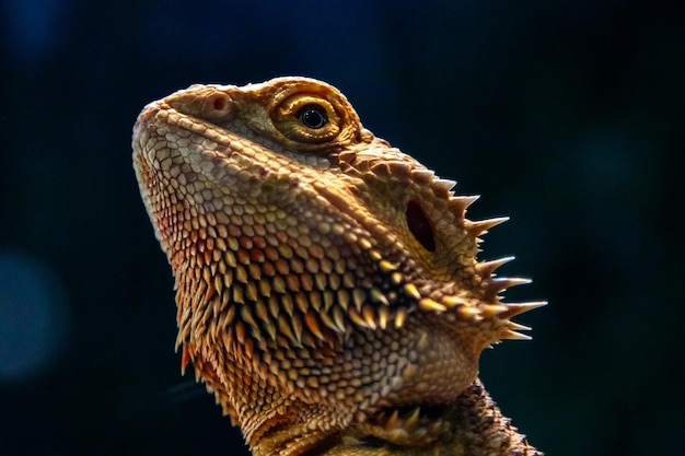 Hermoso Lagarto Barbudo Agama Pogona vitticeps