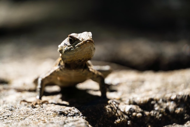 Hermoso lagarto Calango libre en la naturaleza en el parque de Río de Janeiro Brasil Enfoque selectivo