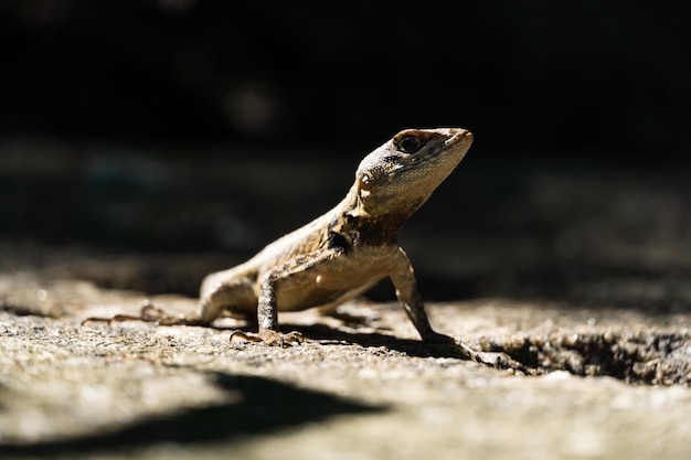 Hermoso lagarto Calango libre en la naturaleza en el parque de Río de Janeiro Brasil Enfoque selectivo