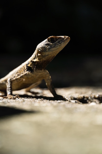 Hermoso lagarto Calango libre en la naturaleza en el parque de Río de Janeiro Brasil Enfoque selectivo