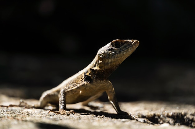 Hermoso lagarto Calango libre en la naturaleza en el parque de Río de Janeiro Brasil Enfoque selectivo