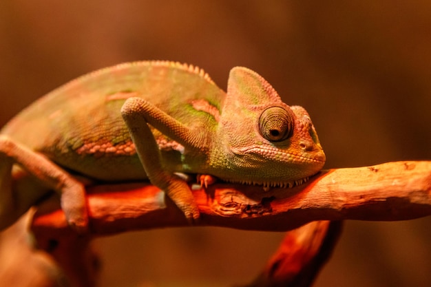 Hermoso lagarto Chamaeleonidae en una rama