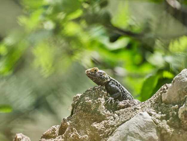 Un hermoso lagarto en la naturaleza.