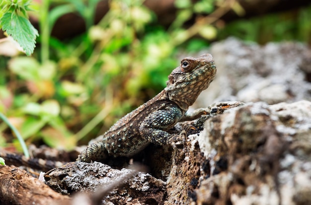 Hermoso lagarto en piedra de cerca