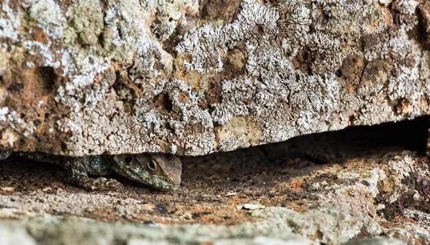 Hermoso lagarto en piedra de cerca