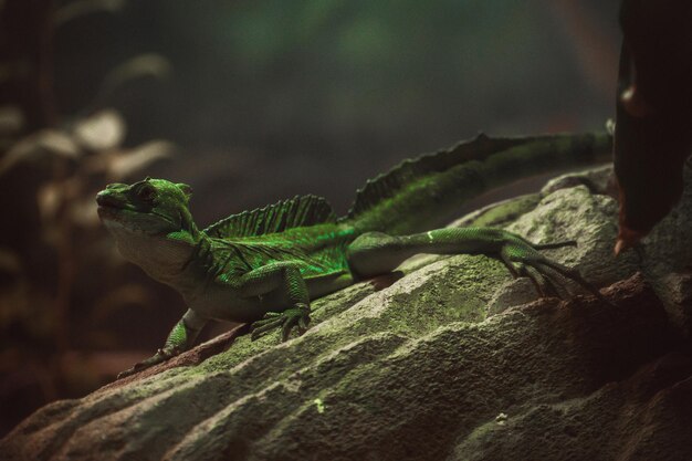 Un hermoso lagarto posando solo para mi