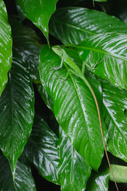 Hermoso lagarto verde en hoja verde tropical