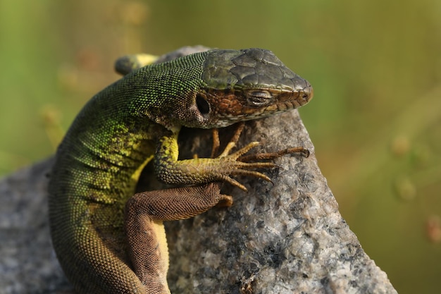 Hermoso lagarto verde en la piedra al aire libre