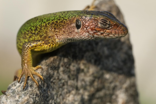 Hermoso lagarto verde en la piedra al aire libre