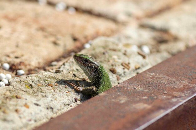 hermoso lagarto verde tomando el sol en el cálido sol