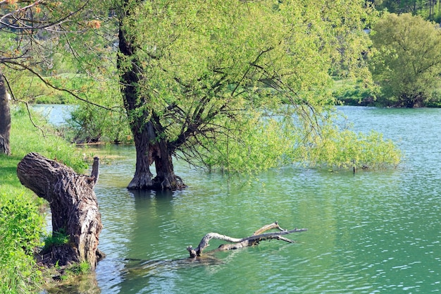 Hermoso lago y árbol de primavera en el agua