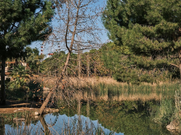 Foto hermoso lago y árboles en la naturaleza.