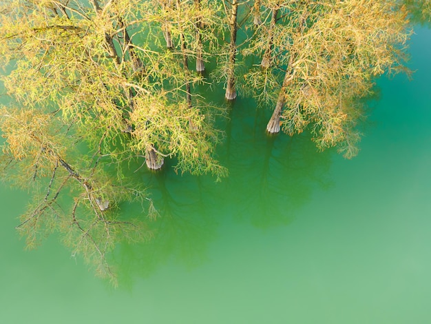 Hermoso lago con árboles que crecen en el agua Fondo de naturaleza de verano Vista aérea de arriba hacia abajo