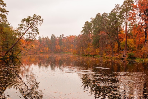 Hermoso lago en un bosque con árboles de otoño