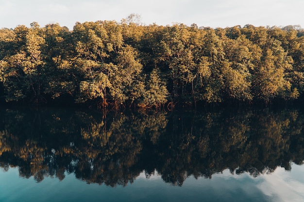 Hermoso lago y bosque de manglar.