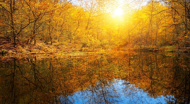 hermoso lago con un bosque en otoño reflejado en alta resolución y nitidez