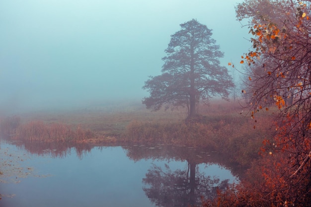 Hermoso lago en la madrugada brumosa Árbol en la orilla del lago