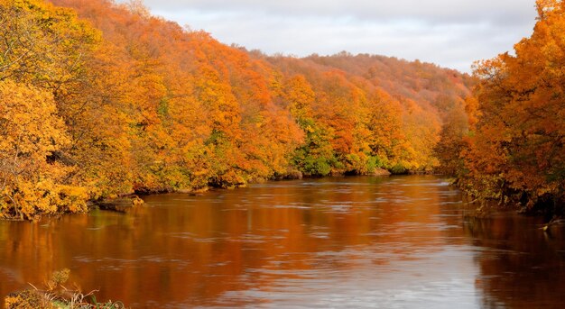 Hermoso lago en medio de un bosque de árboles en otoño