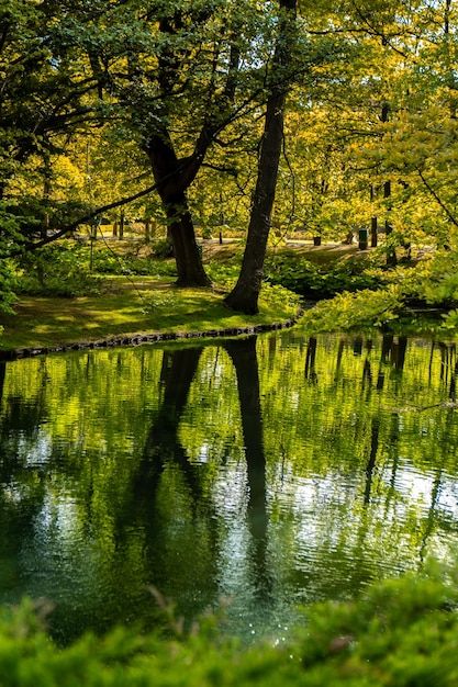 Hermoso lago otoñal y bosque Temporada Fondo natural abstracto Las siluetas borrosas de muchos árboles verdes de otoño se reflejan en la superficie pacífica del lago del río o el estanque de agua del charco Enfoque selectivo