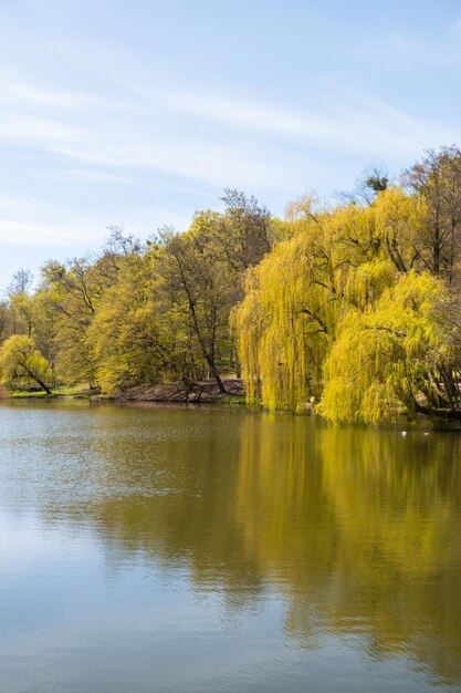 Hermoso lago de primavera y bosque Temporada de primavera Fondo natural abstracto Siluetas borrosas