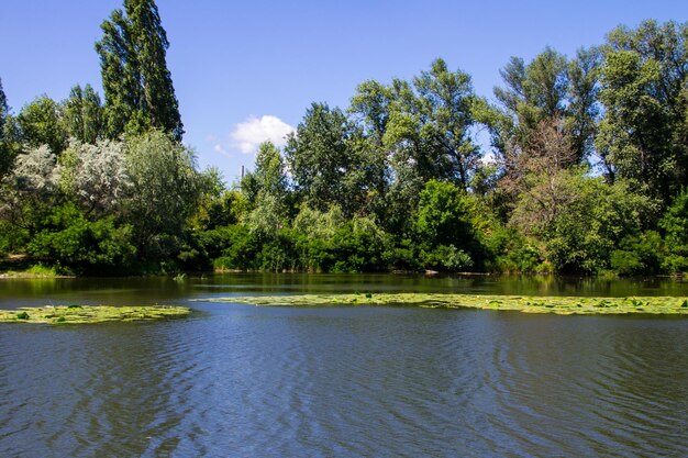 hermoso lago en verano