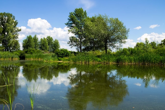 Hermoso lago en verano