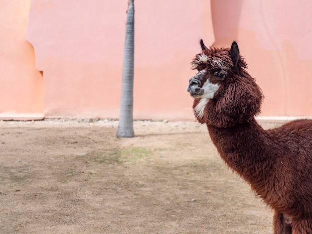 Un hermoso lama en el zoológico.