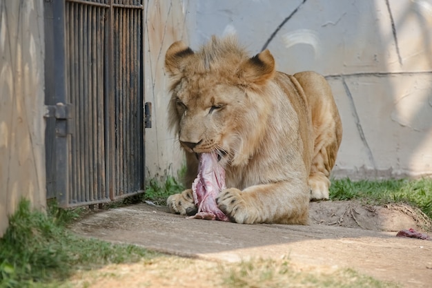 Hermoso león macho y amarillento para el fondo de la imagen del bosque