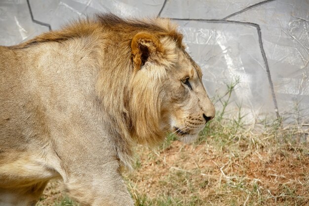 Hermoso león macho y amarillento para el fondo de la imagen del bosque