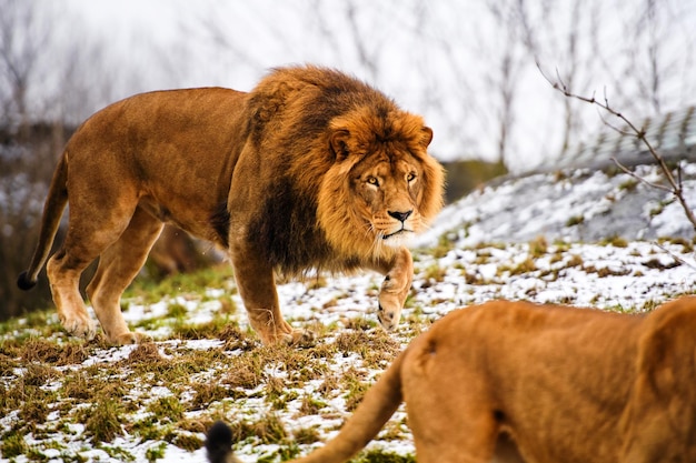 hermoso león poderoso