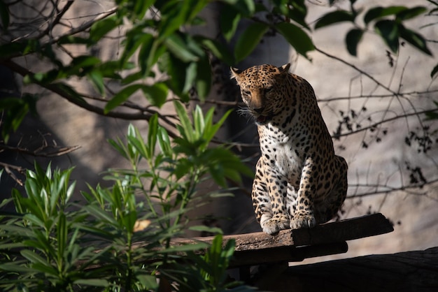 Hermoso leopardo adulto sentado cerca del lago de agua en bosque denso y abierto mirando a otro lado durante el día bajo la luz del sol