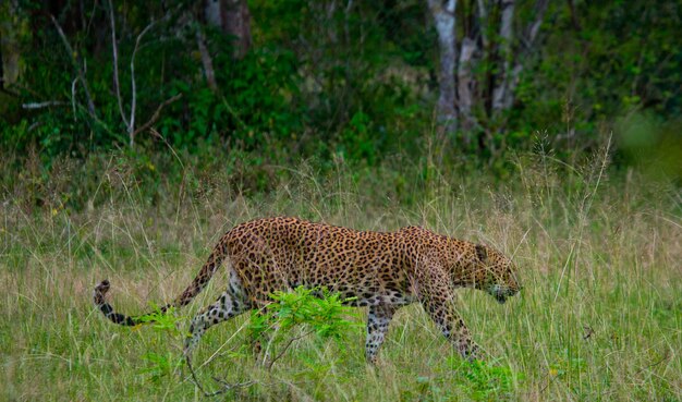 Hermoso leopardo caminando en la naturaleza