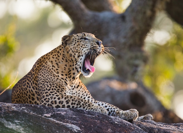 Hermoso leopardo relajándose en una piedra grande