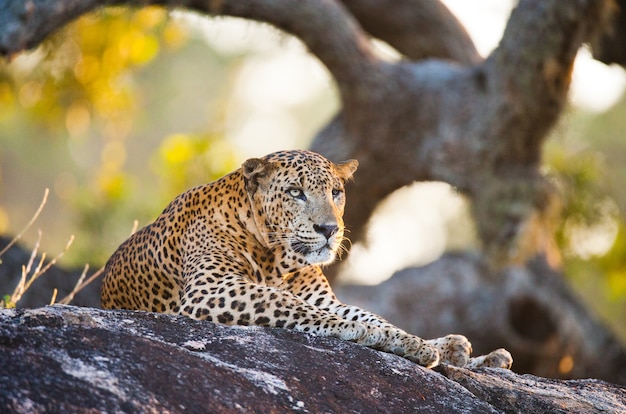 Hermoso leopardo relajándose en una piedra grande