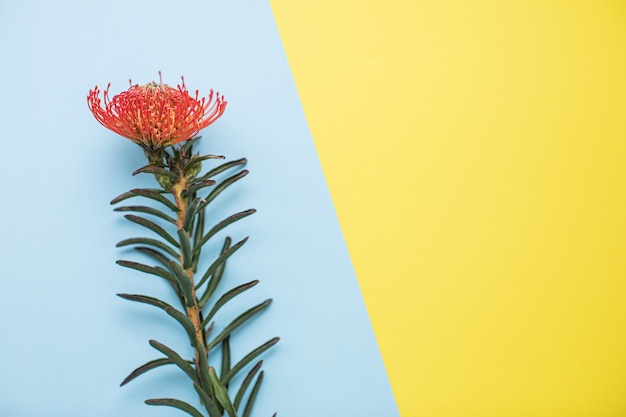 Hermoso leucospermum sobre fondos de papel multicolor con espacio de copia. Primavera, verano, flores, concepto de color, día de la mujer.