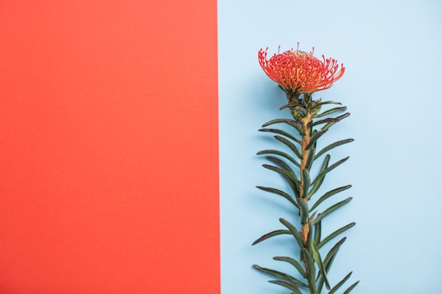 Foto hermoso leucospermum sobre fondos de papel multicolor con espacio de copia. primavera, verano, flores, concepto de color, día de la mujer.