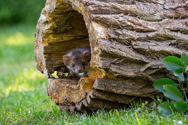 Hermoso lindo beech marten bosque animal Martes foina Stone marten detalle retrato Pequeño depredador con el tronco del árbol cerca del bosque