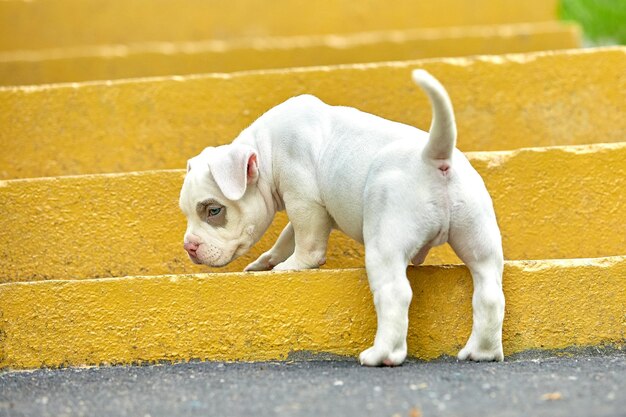 Hermoso y lindo cachorro American bulli sobre un fondo concreto escaleras urbanas Concepto primera experiencia primeros pasos en la vida