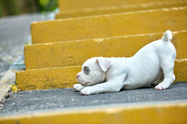 Hermoso y lindo cachorro bulli americano, escaleras urbanas. Concepto primera experiencia, primeros pasos en la vida.